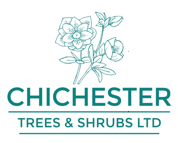 Chichester Trees and Shrubs Case Study